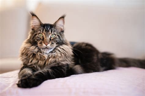 If you’re in search of a large and affectionate companion, look no further than the majestic Maine Coon cat breed. Known for their impressive size and gentle demeanor, Maine Coons ...